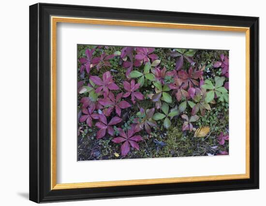 Boreal forest, lichen, moss, mushroom, autumn, Yukon, Canada-Gerry Reynolds-Framed Photographic Print