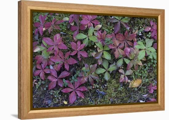 Boreal forest, lichen, moss, mushroom, autumn, Yukon, Canada-Gerry Reynolds-Framed Premier Image Canvas