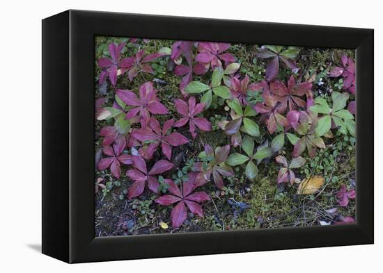 Boreal forest, lichen, moss, mushroom, autumn, Yukon, Canada-Gerry Reynolds-Framed Premier Image Canvas