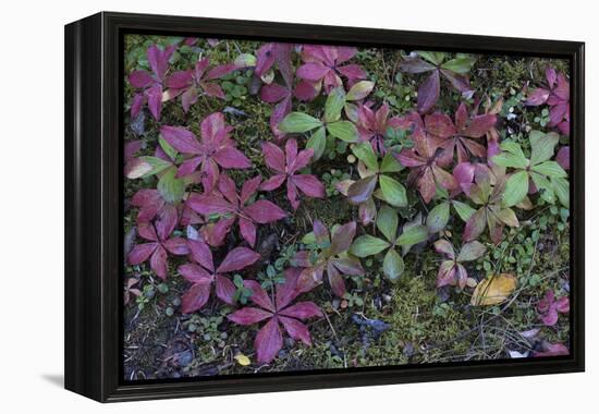 Boreal forest, lichen, moss, mushroom, autumn, Yukon, Canada-Gerry Reynolds-Framed Premier Image Canvas