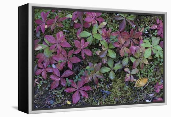 Boreal forest, lichen, moss, mushroom, autumn, Yukon, Canada-Gerry Reynolds-Framed Premier Image Canvas