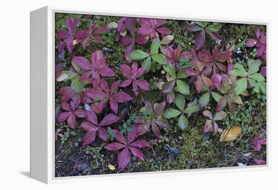 Boreal forest, lichen, moss, mushroom, autumn, Yukon, Canada-Gerry Reynolds-Framed Premier Image Canvas