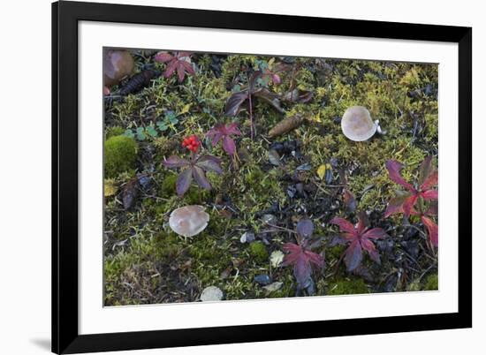 Boreal forest, lichen, moss, mushroom, autumn, Yukon, Canada-Gerry Reynolds-Framed Photographic Print