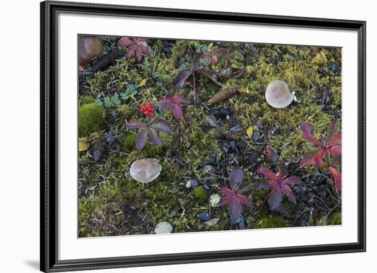 Boreal forest, lichen, moss, mushroom, autumn, Yukon, Canada-Gerry Reynolds-Framed Photographic Print