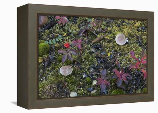 Boreal forest, lichen, moss, mushroom, autumn, Yukon, Canada-Gerry Reynolds-Framed Premier Image Canvas