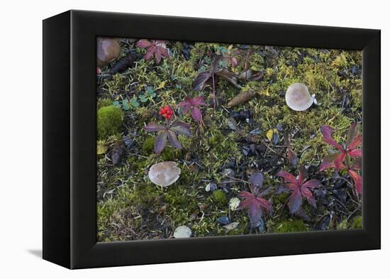 Boreal forest, lichen, moss, mushroom, autumn, Yukon, Canada-Gerry Reynolds-Framed Premier Image Canvas