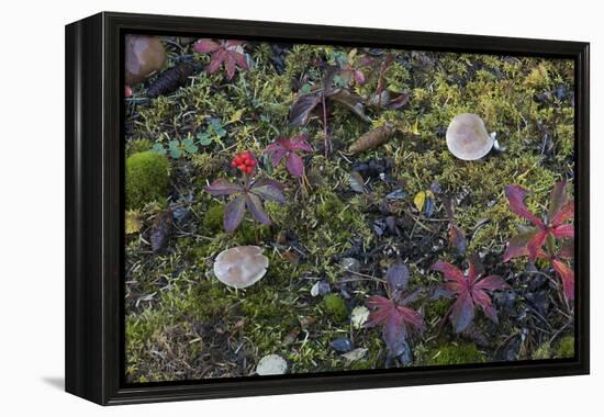 Boreal forest, lichen, moss, mushroom, autumn, Yukon, Canada-Gerry Reynolds-Framed Premier Image Canvas