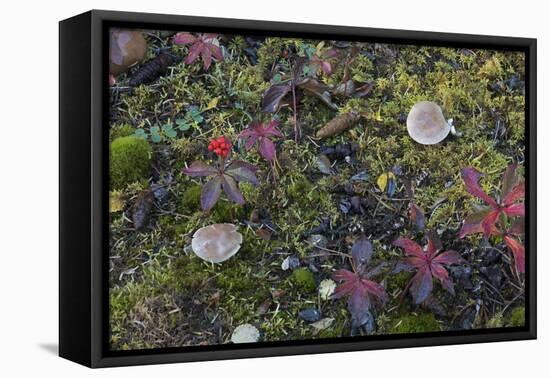 Boreal forest, lichen, moss, mushroom, autumn, Yukon, Canada-Gerry Reynolds-Framed Premier Image Canvas