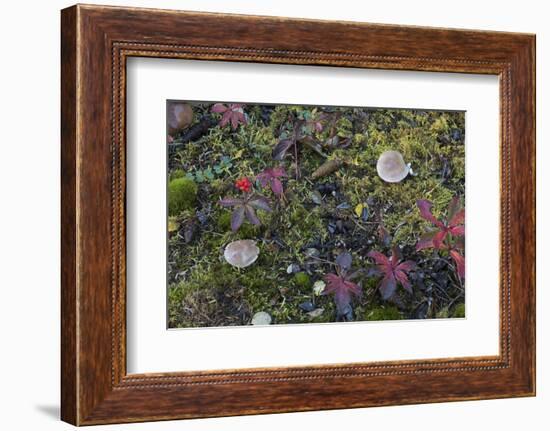 Boreal forest, lichen, moss, mushroom, autumn, Yukon, Canada-Gerry Reynolds-Framed Photographic Print