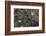 Boreal forest, lichen, moss, mushroom, autumn, Yukon, Canada-Gerry Reynolds-Framed Photographic Print