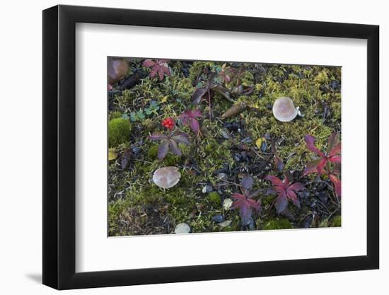 Boreal forest, lichen, moss, mushroom, autumn, Yukon, Canada-Gerry Reynolds-Framed Photographic Print