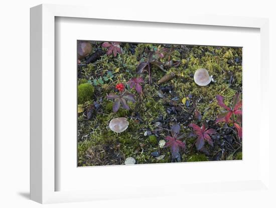 Boreal forest, lichen, moss, mushroom, autumn, Yukon, Canada-Gerry Reynolds-Framed Photographic Print