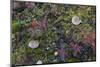 Boreal forest, lichen, moss, mushroom, autumn, Yukon, Canada-Gerry Reynolds-Mounted Photographic Print
