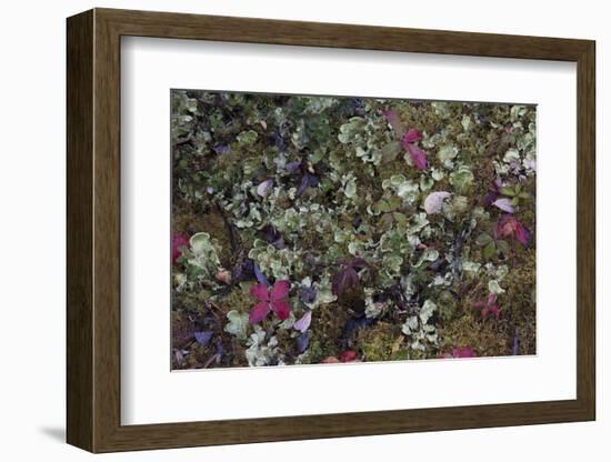 Boreal forest, lichen, moss, mushroom, autumn, Yukon, Canada-Gerry Reynolds-Framed Photographic Print