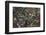 Boreal forest, lichen, moss, mushroom, autumn, Yukon, Canada-Gerry Reynolds-Framed Photographic Print