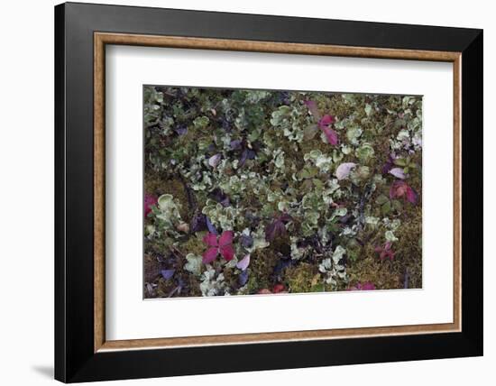 Boreal forest, lichen, moss, mushroom, autumn, Yukon, Canada-Gerry Reynolds-Framed Photographic Print