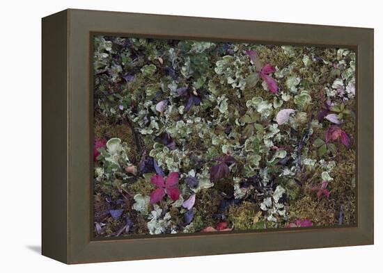 Boreal forest, lichen, moss, mushroom, autumn, Yukon, Canada-Gerry Reynolds-Framed Premier Image Canvas