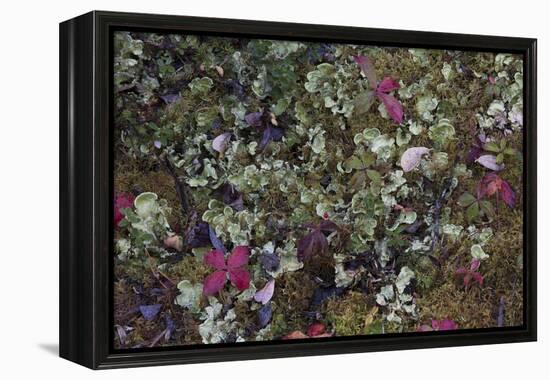 Boreal forest, lichen, moss, mushroom, autumn, Yukon, Canada-Gerry Reynolds-Framed Premier Image Canvas