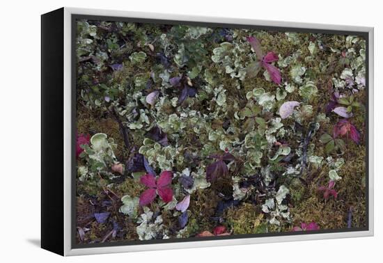 Boreal forest, lichen, moss, mushroom, autumn, Yukon, Canada-Gerry Reynolds-Framed Premier Image Canvas