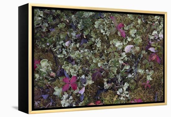 Boreal forest, lichen, moss, mushroom, autumn, Yukon, Canada-Gerry Reynolds-Framed Premier Image Canvas