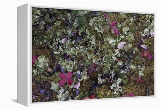 Boreal forest, lichen, moss, mushroom, autumn, Yukon, Canada-Gerry Reynolds-Framed Premier Image Canvas