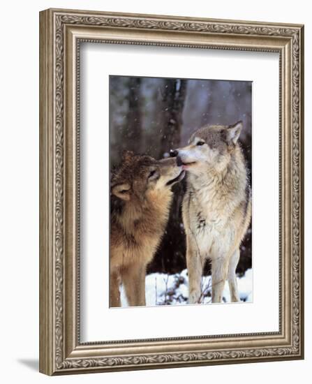 Boreal Interlude, Canada-Art Wolfe-Framed Art Print