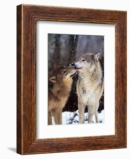 Boreal Interlude, Canada-Art Wolfe-Framed Art Print