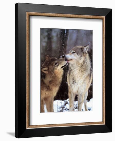 Boreal Interlude, Canada-Art Wolfe-Framed Art Print