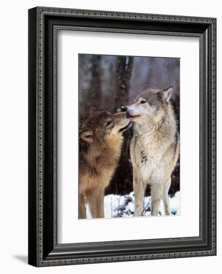 Boreal Interlude, Canada-Art Wolfe-Framed Art Print