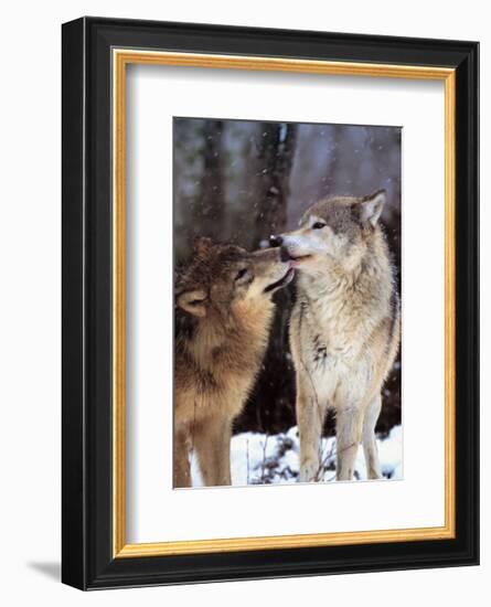 Boreal Interlude, Canada-Art Wolfe-Framed Art Print