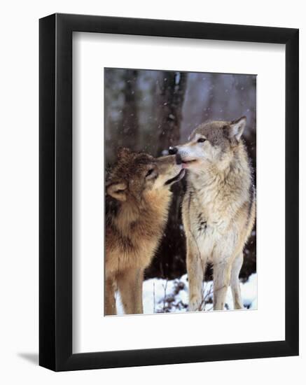 Boreal Interlude, Canada-Art Wolfe-Framed Art Print