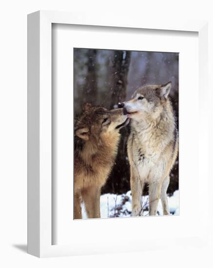 Boreal Interlude, Canada-Art Wolfe-Framed Art Print