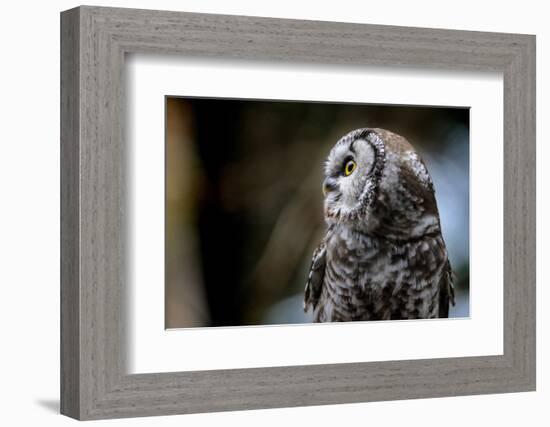 Boreal Owl-Reiner Bernhardt-Framed Photographic Print