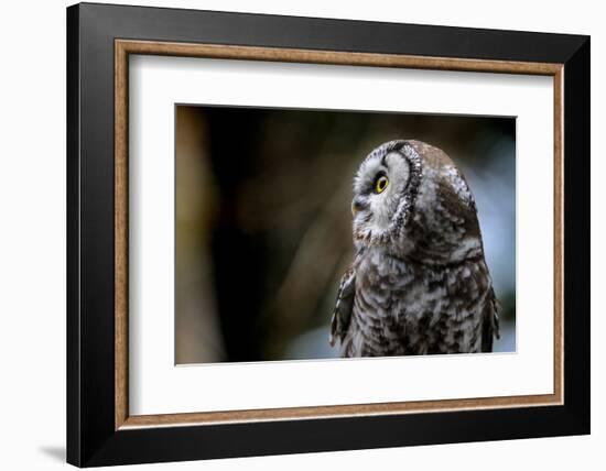 Boreal Owl-Reiner Bernhardt-Framed Photographic Print