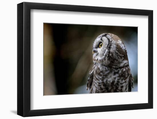 Boreal Owl-Reiner Bernhardt-Framed Photographic Print