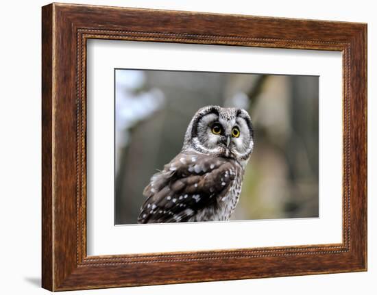 Boreal Owl-Reiner Bernhardt-Framed Photographic Print