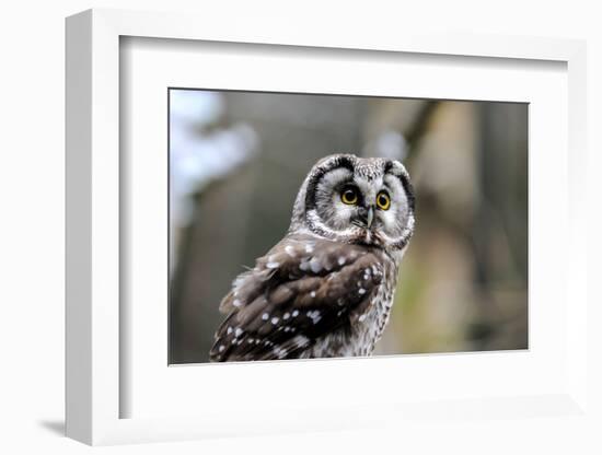 Boreal Owl-Reiner Bernhardt-Framed Photographic Print