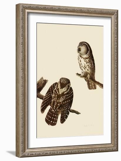 Boreal Owls-John James Audubon-Framed Giclee Print