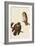 Boreal Owls-John James Audubon-Framed Giclee Print