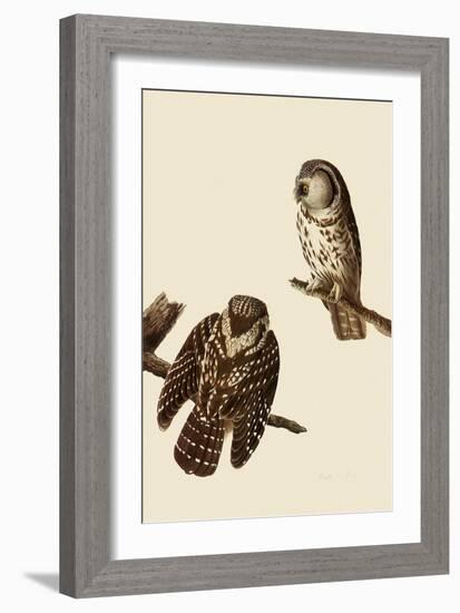 Boreal Owls-John James Audubon-Framed Giclee Print