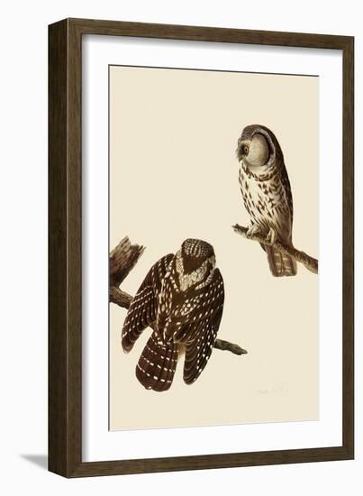 Boreal Owls-John James Audubon-Framed Giclee Print