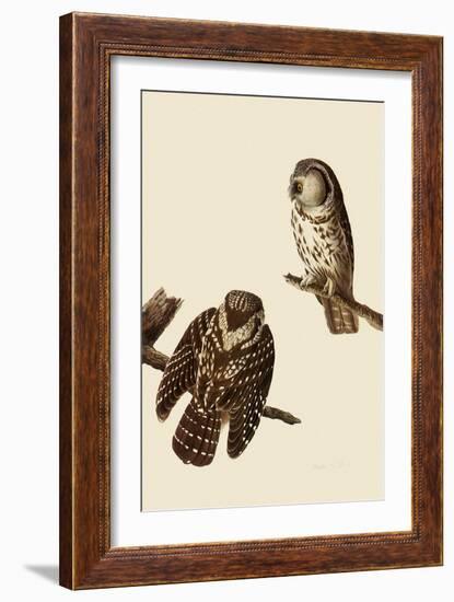 Boreal Owls-John James Audubon-Framed Giclee Print