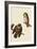 Boreal Owls-John James Audubon-Framed Giclee Print