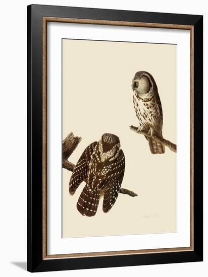 Boreal Owls-John James Audubon-Framed Giclee Print