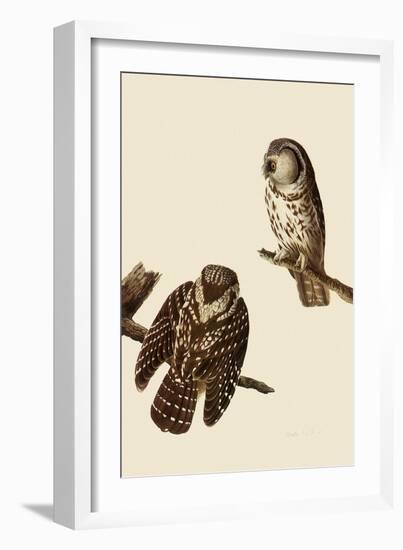 Boreal Owls-John James Audubon-Framed Giclee Print