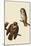 Boreal Owls-John James Audubon-Mounted Giclee Print