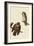 Boreal Owls-John James Audubon-Framed Giclee Print