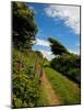Boreen Near Ballyvooney, Copper Coast , County Waterford, Ireland-null-Mounted Photographic Print