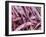 Borlotti Beans-Dirk Olaf Wexel-Framed Photographic Print