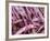 Borlotti Beans-Dirk Olaf Wexel-Framed Photographic Print